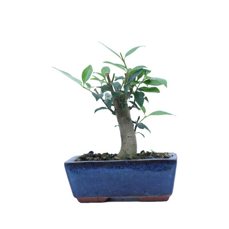 LIGUSTRUM 14863