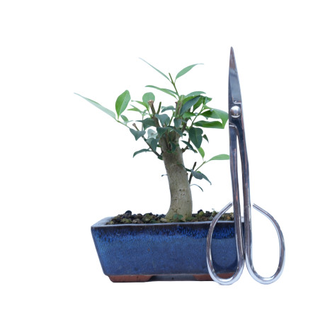 LIGUSTRUM 14863