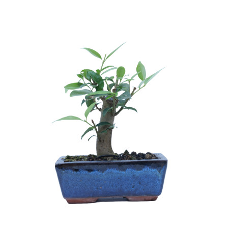 LIGUSTRUM 14863