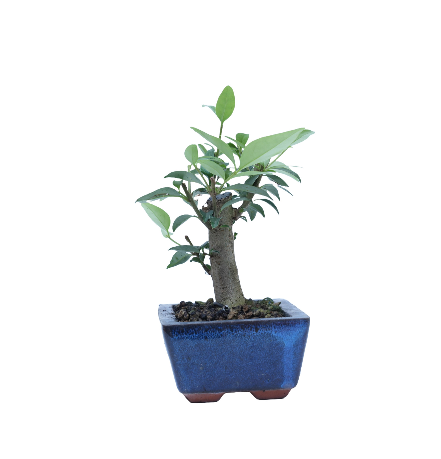 LIGUSTRUM 14863