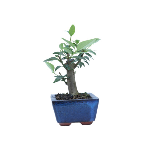 LIGUSTRUM 14863