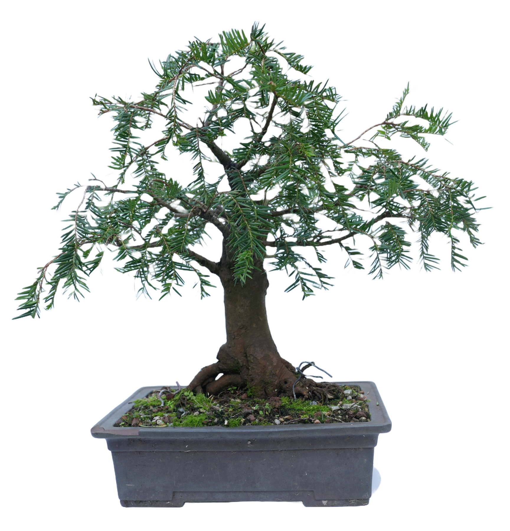 TAXUS BACCATA 14865