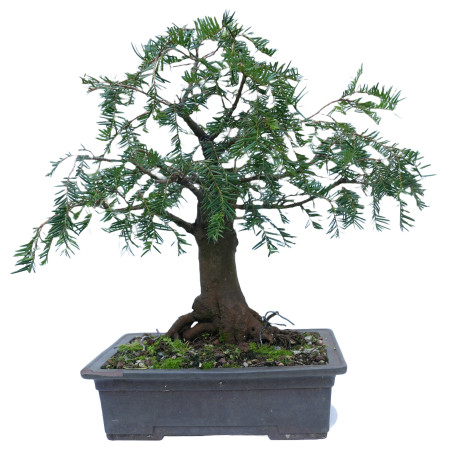 TAXUS BACCATA 14865