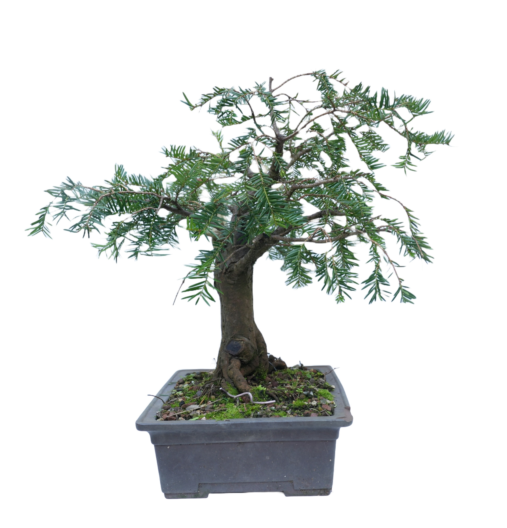 TAXUS BACCATA 14865