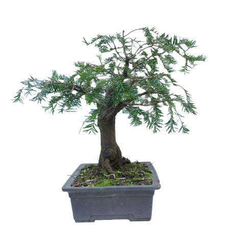 TAXUS BACCATA 14865