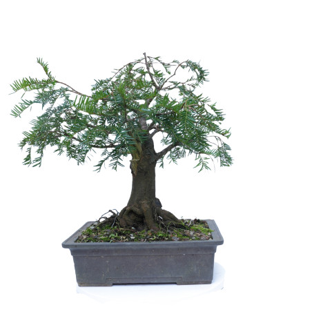 TAXUS BACCATA 14865