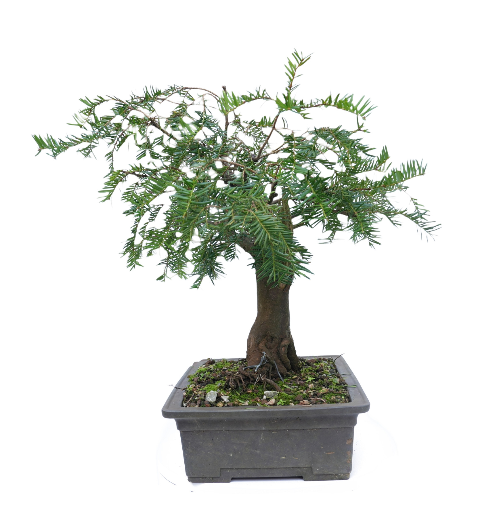 TAXUS BACCATA 14865