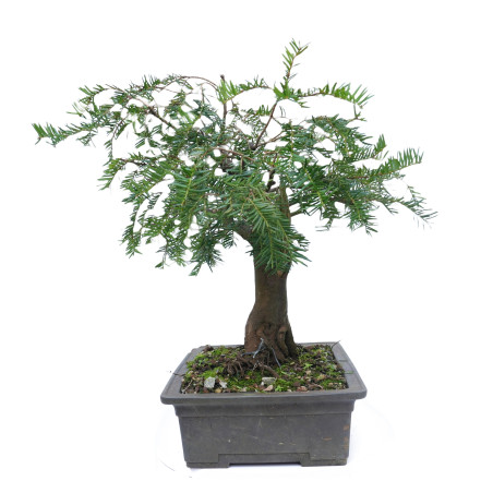 TAXUS BACCATA 14865