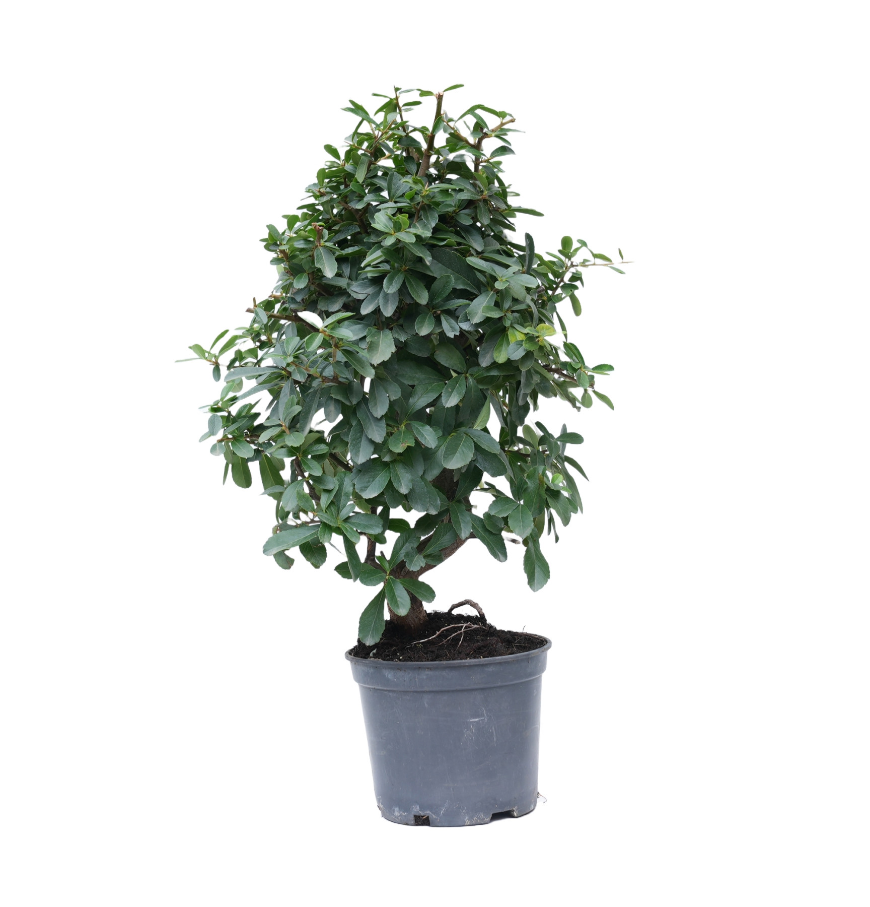 PYRACANTHA 14873