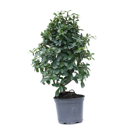 PYRACANTHA 14873