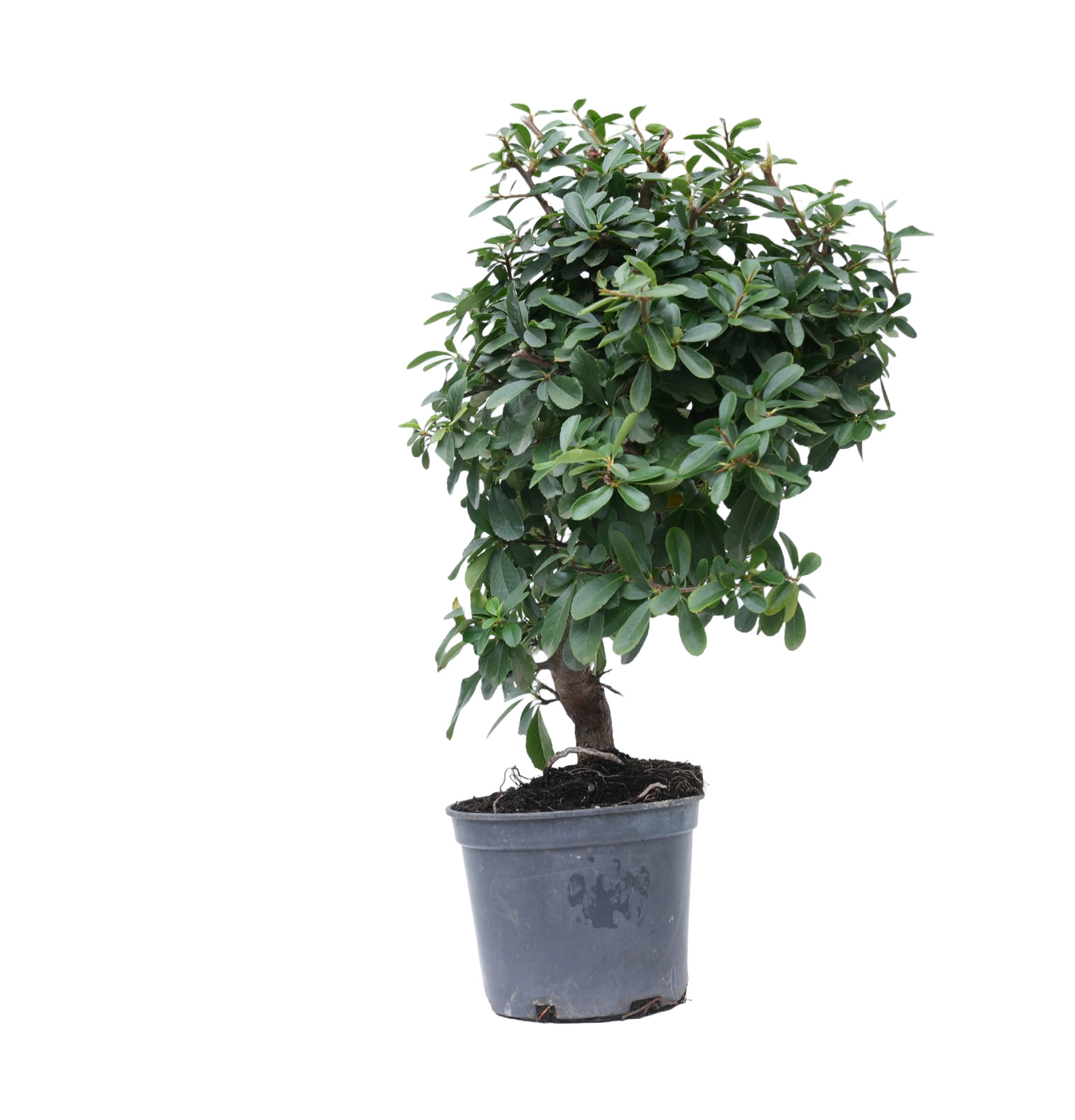 PYRACANTHA 14873