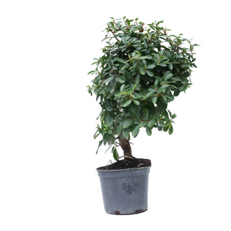 PYRACANTHA 14873