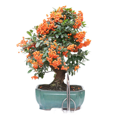 PYRACANTHA 14633