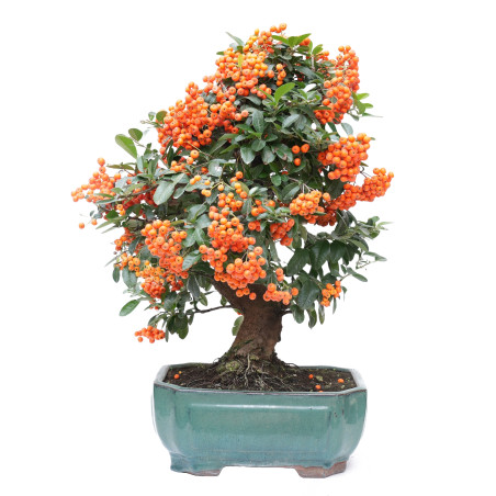 PYRACANTHA 14633