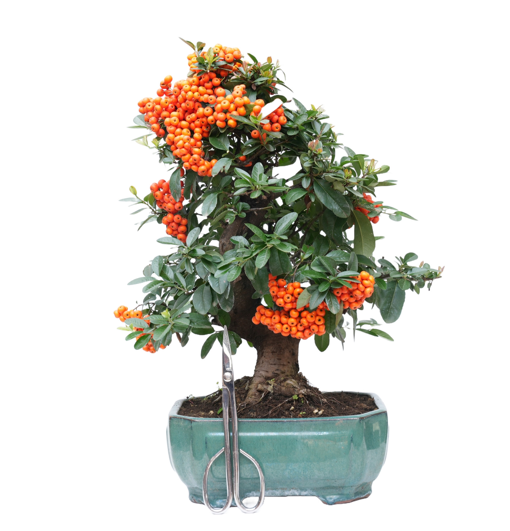 PYRACANTHA 14632