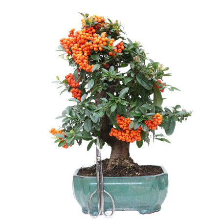 PYRACANTHA 14632