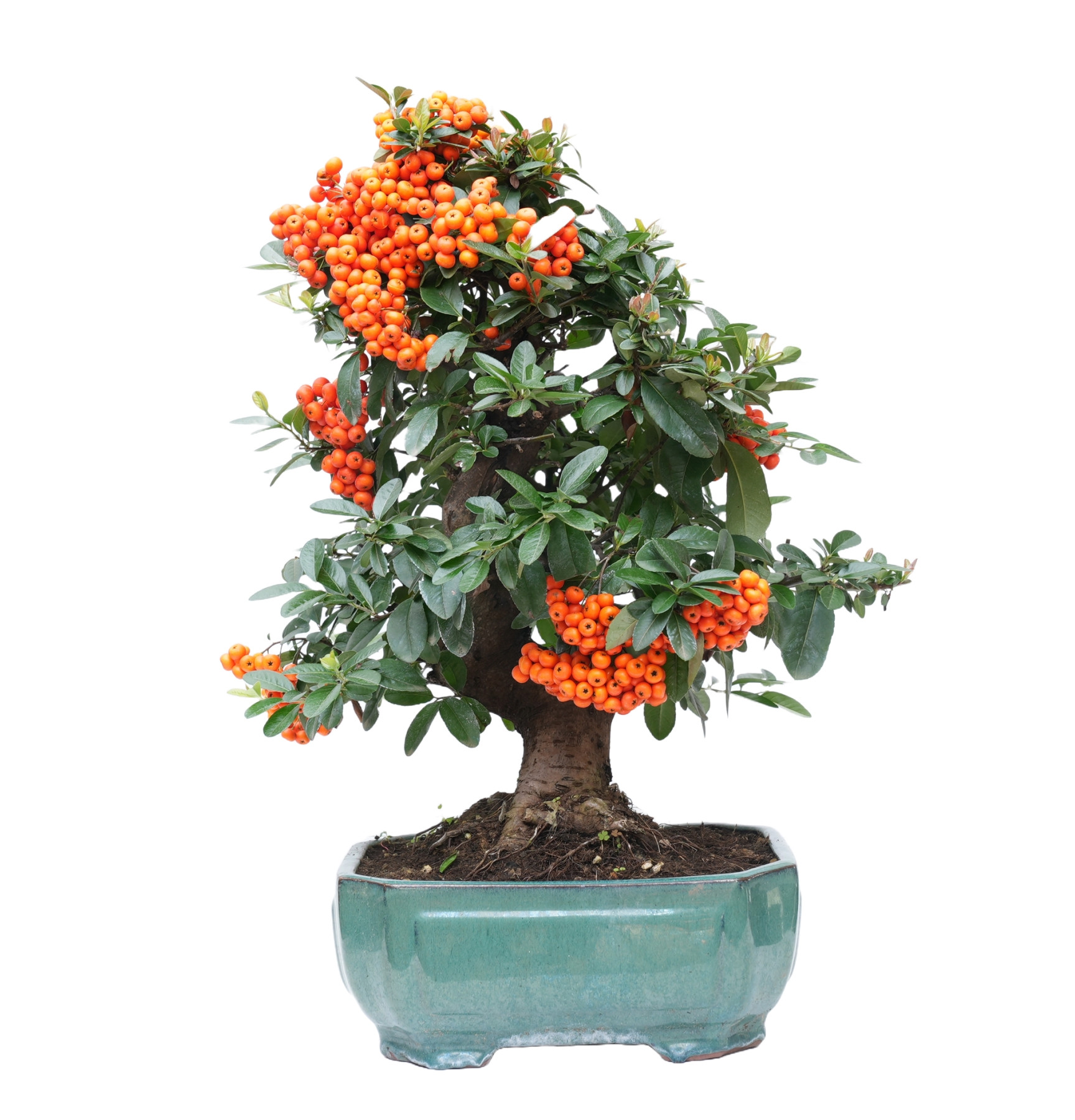 PYRACANTHA 14632