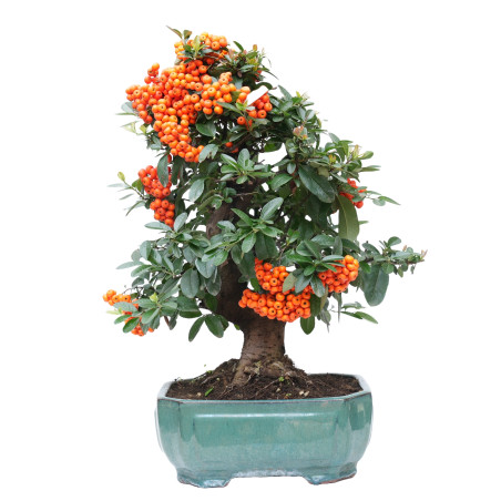 PYRACANTHA 14632