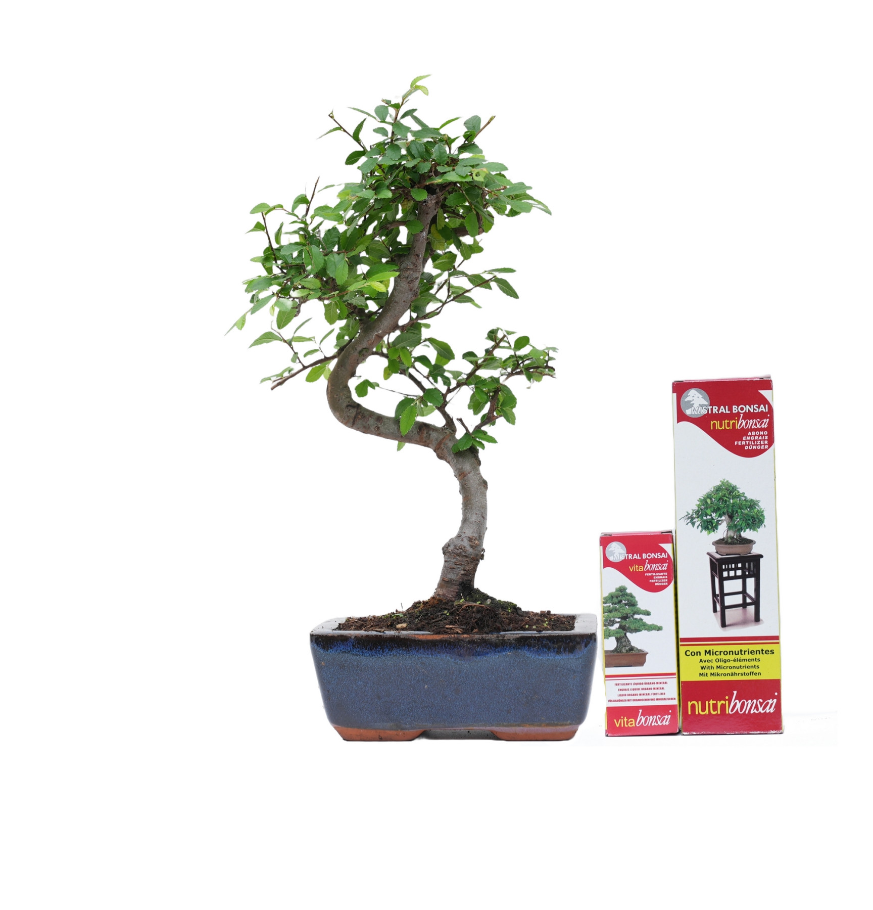 PACK ZELKOVA 6 AÑOS + NUTRIBONSAI + VITABONSAI