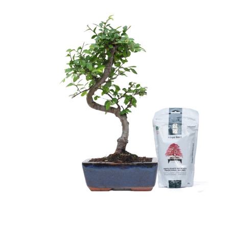 PACK ZELKOVA 6 AÑOS + HIRYOGOLD MANTENIMIENTO 350g
