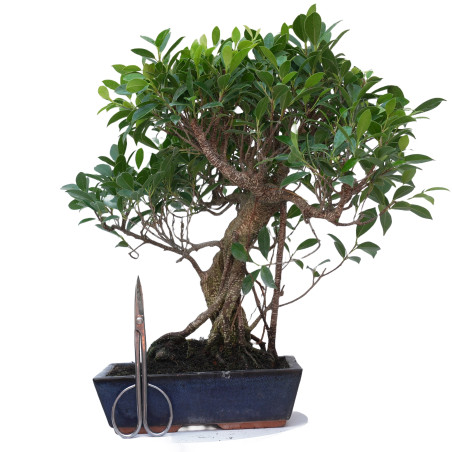 FICUS RETUSA 14914