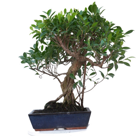 FICUS RETUSA 14914