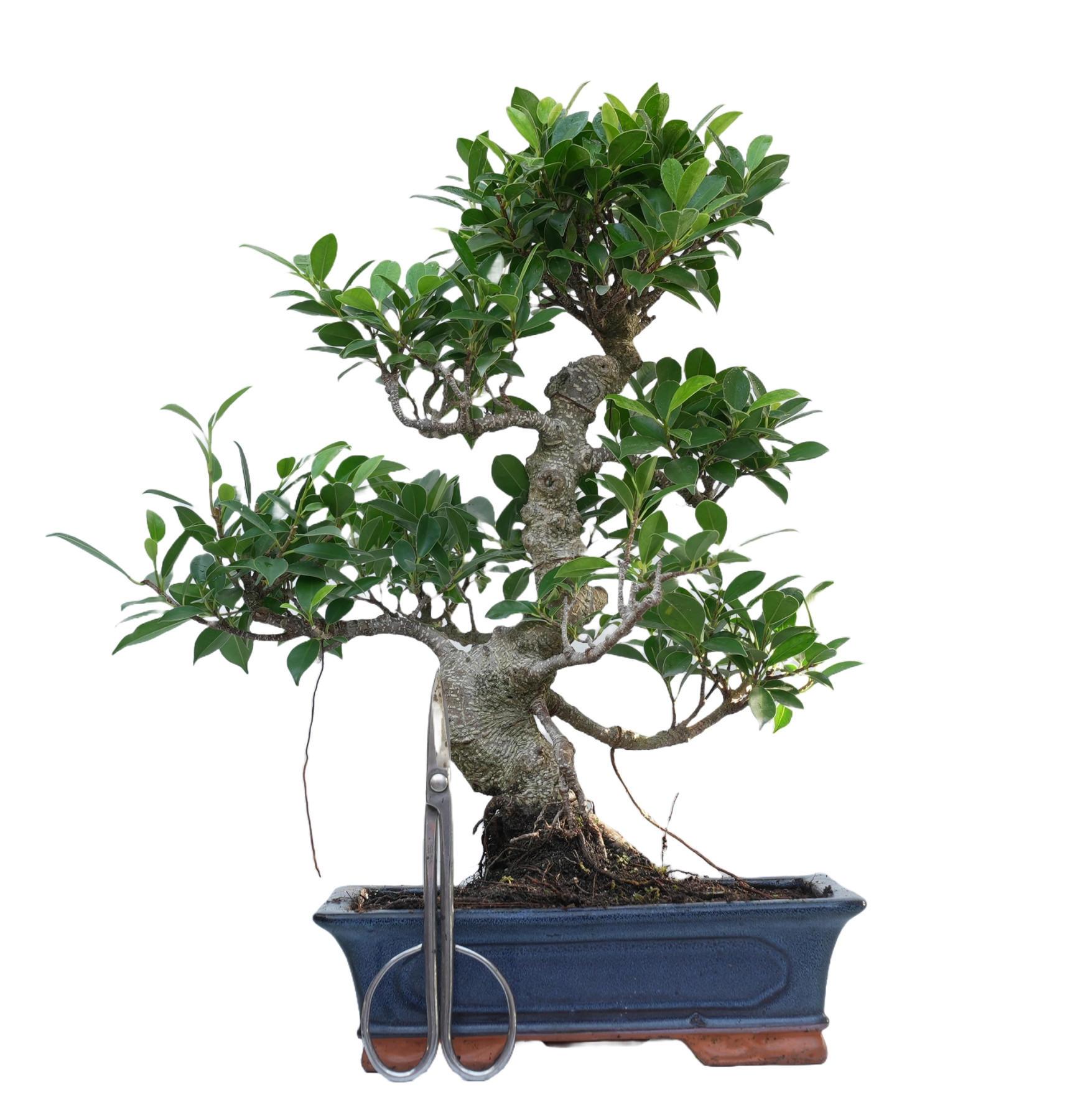 FICUS RETUSA 14916