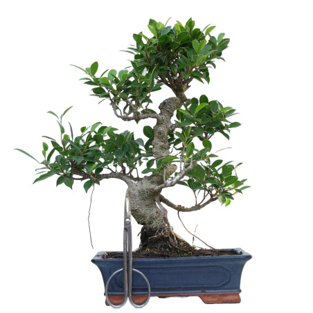 FICUS RETUSA 14916