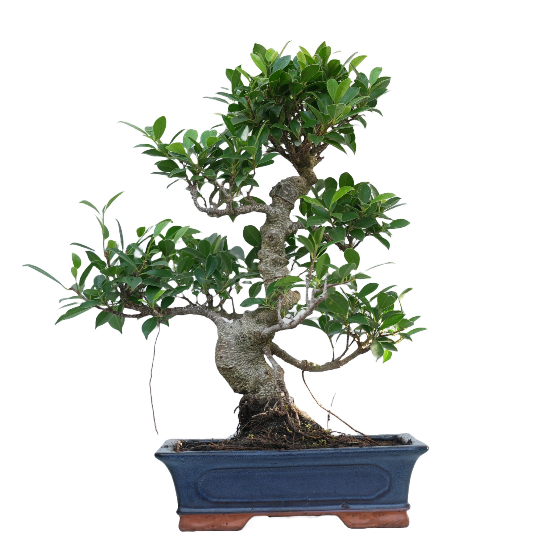 FICUS RETUSA 14916