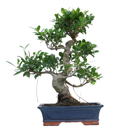 FICUS RETUSA 14916