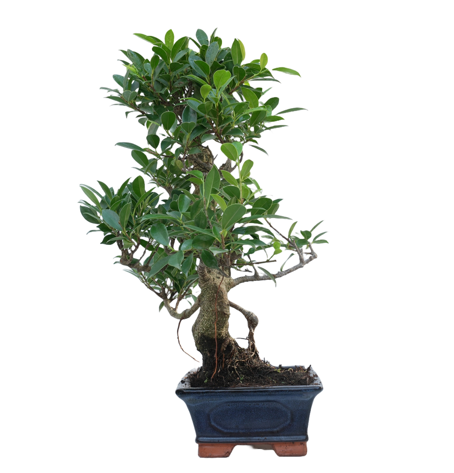 FICUS RETUSA 14916