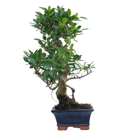 FICUS RETUSA 14916