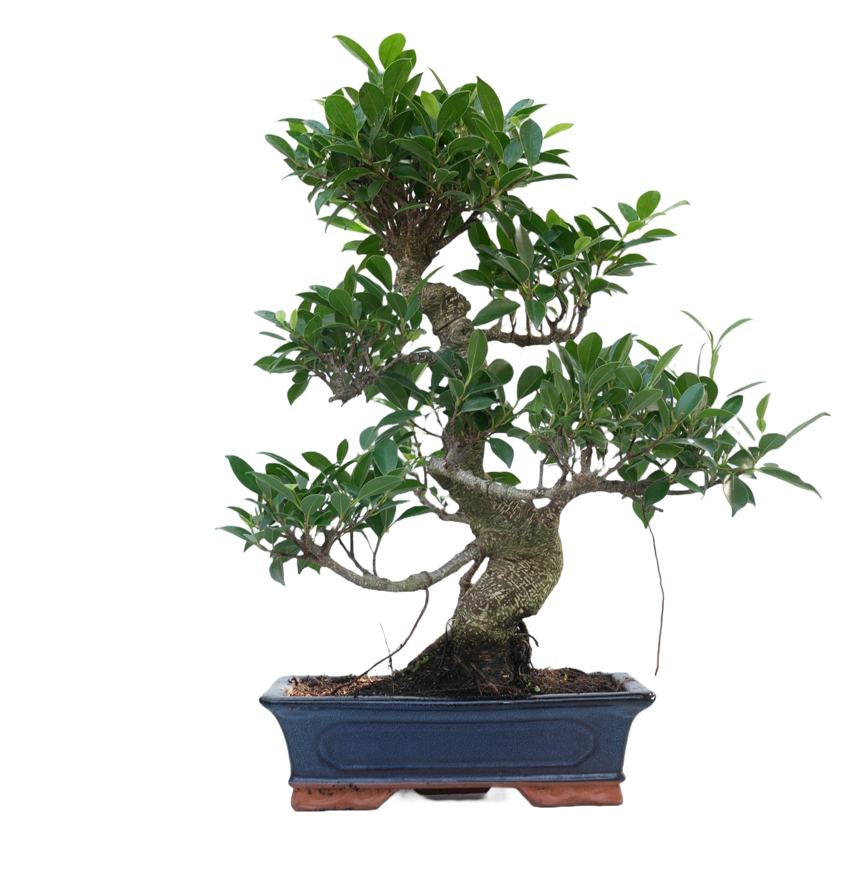 FICUS RETUSA 14916