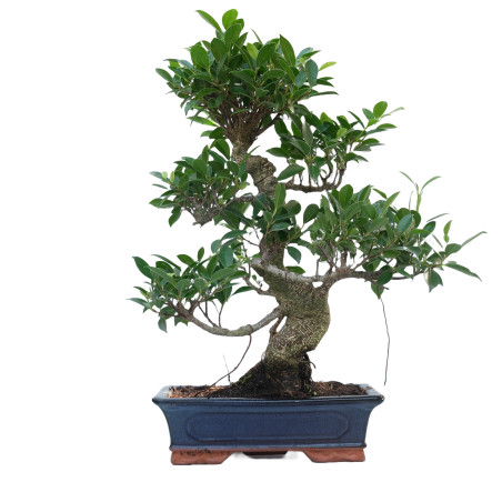 FICUS RETUSA 14916