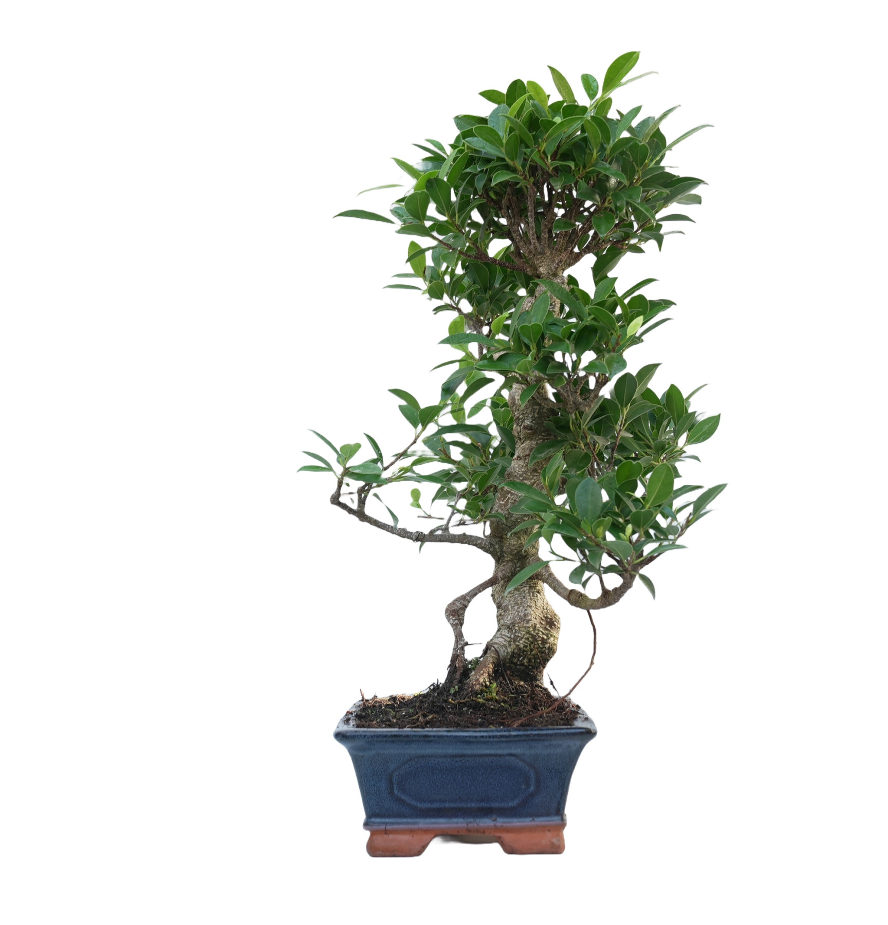 FICUS RETUSA 14916