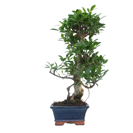 FICUS RETUSA 14916