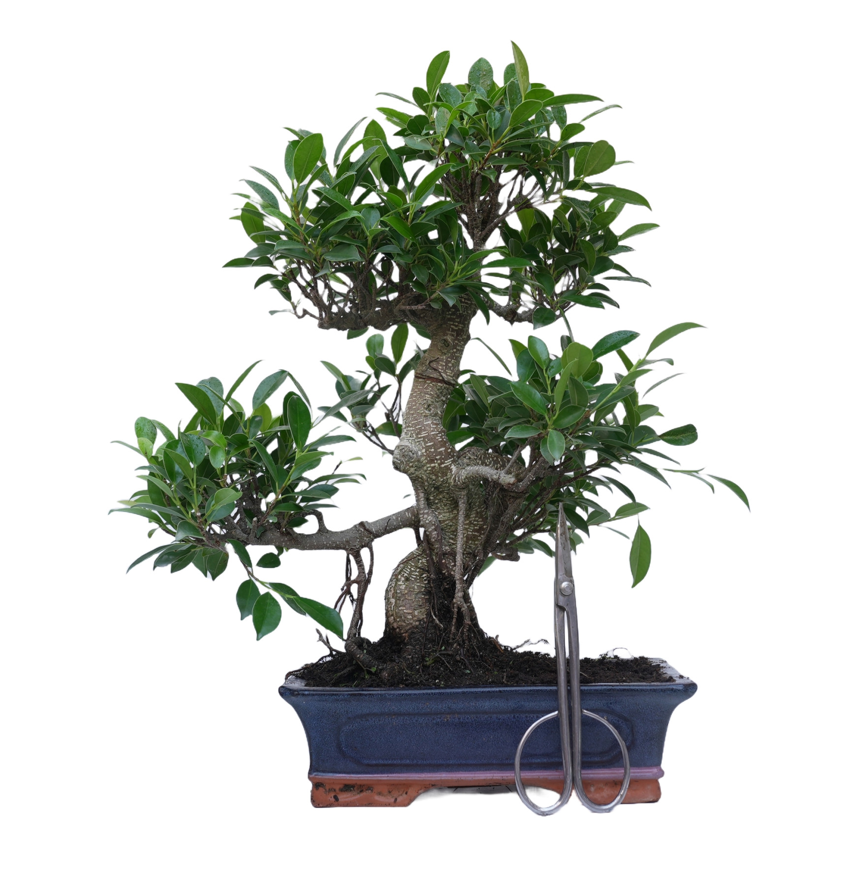 FICUS RETUSA 14917