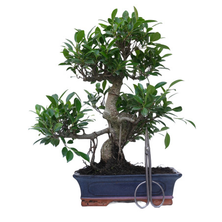 FICUS RETUSA 14917