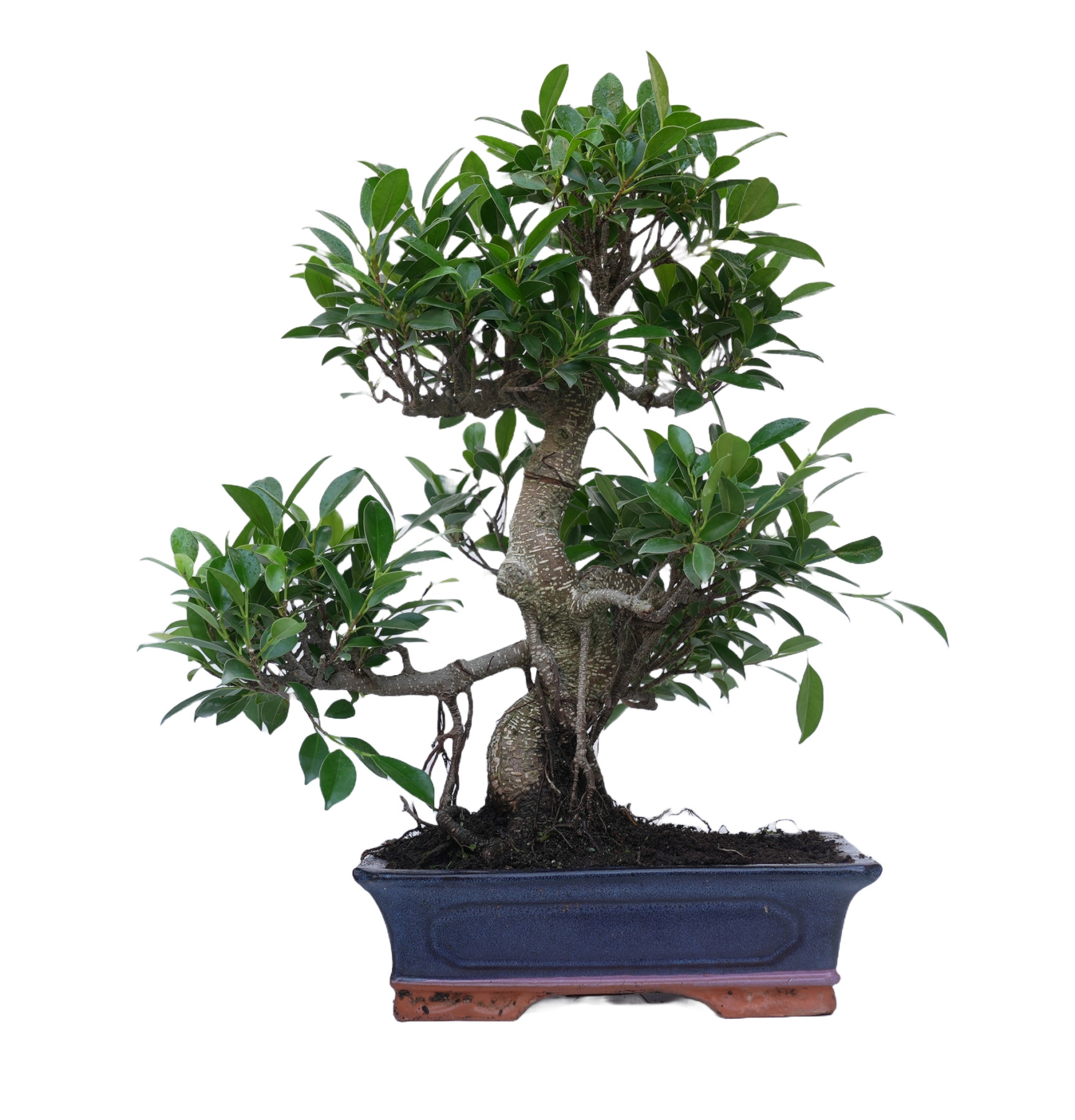 FICUS RETUSA 14917