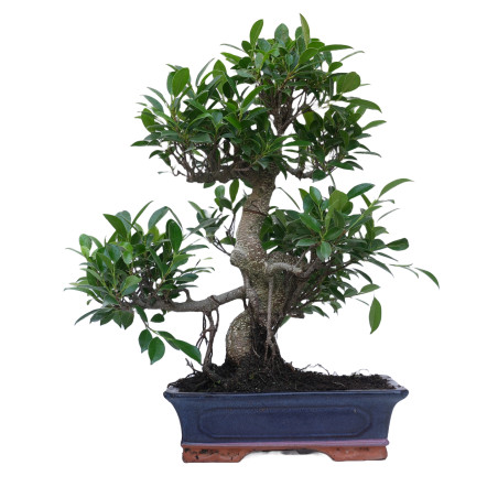 FICUS RETUSA 14917