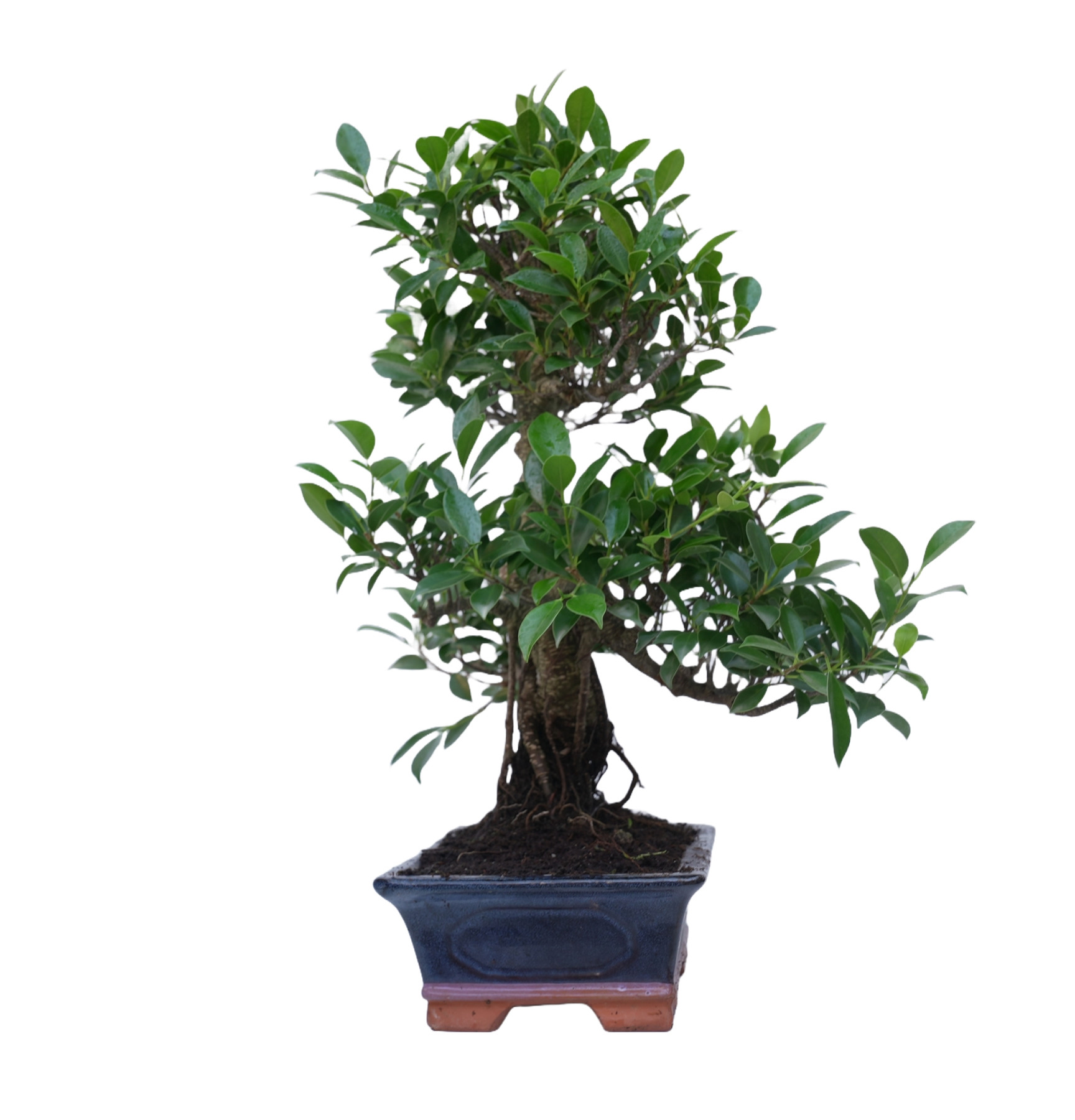 FICUS RETUSA 14917