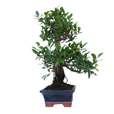 FICUS RETUSA 14917