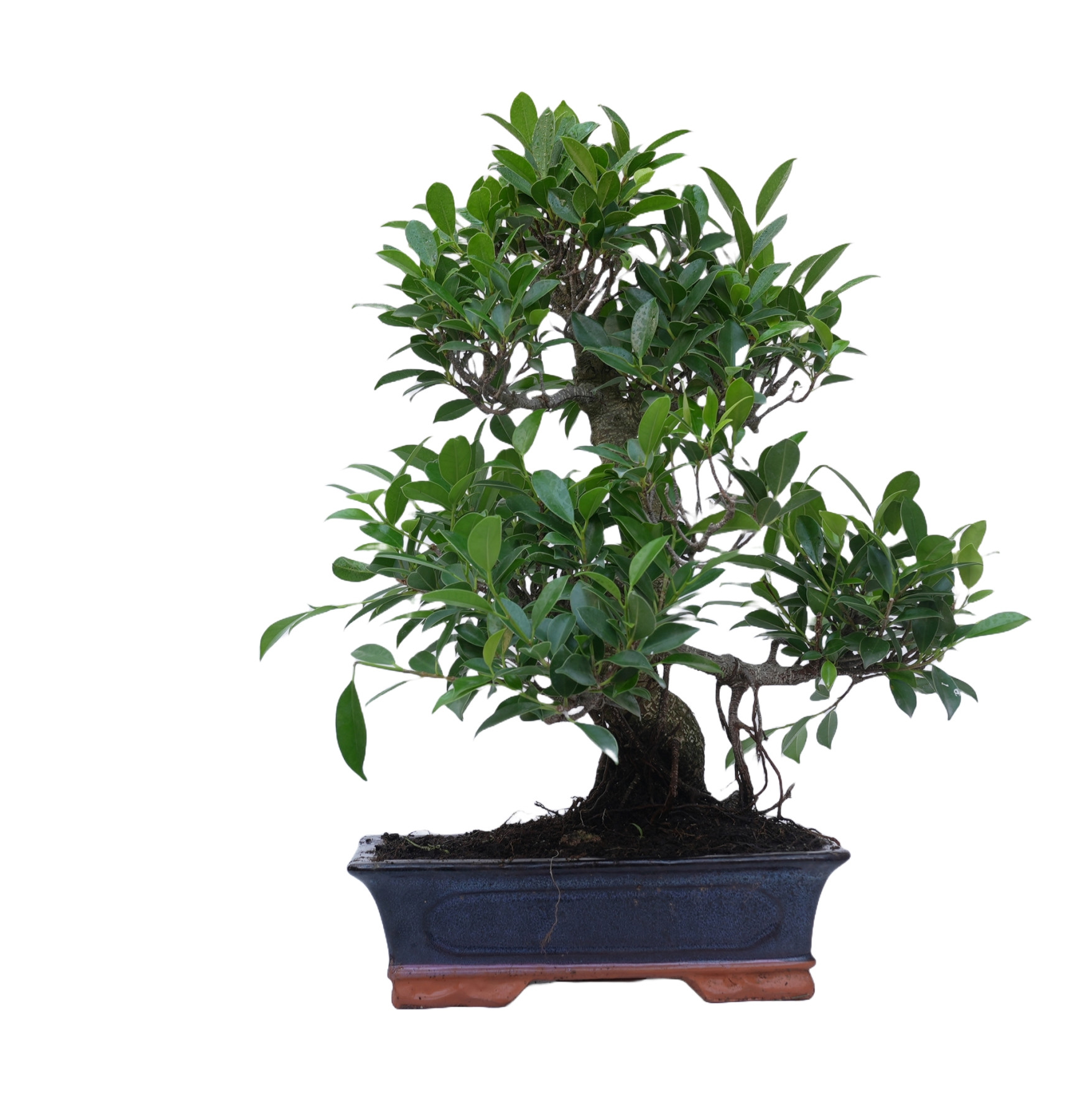 FICUS RETUSA 14917