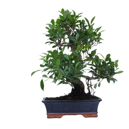 FICUS RETUSA 14917