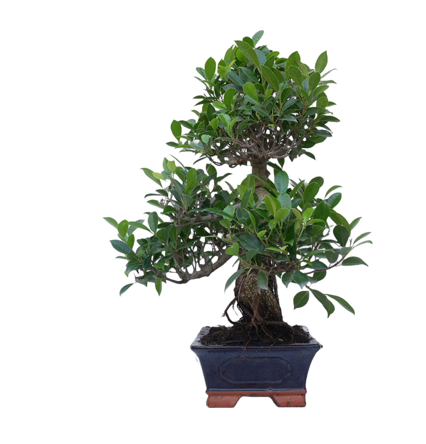 FICUS RETUSA 14917