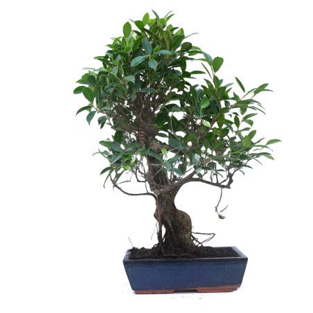 FICUS RETUSA 14918