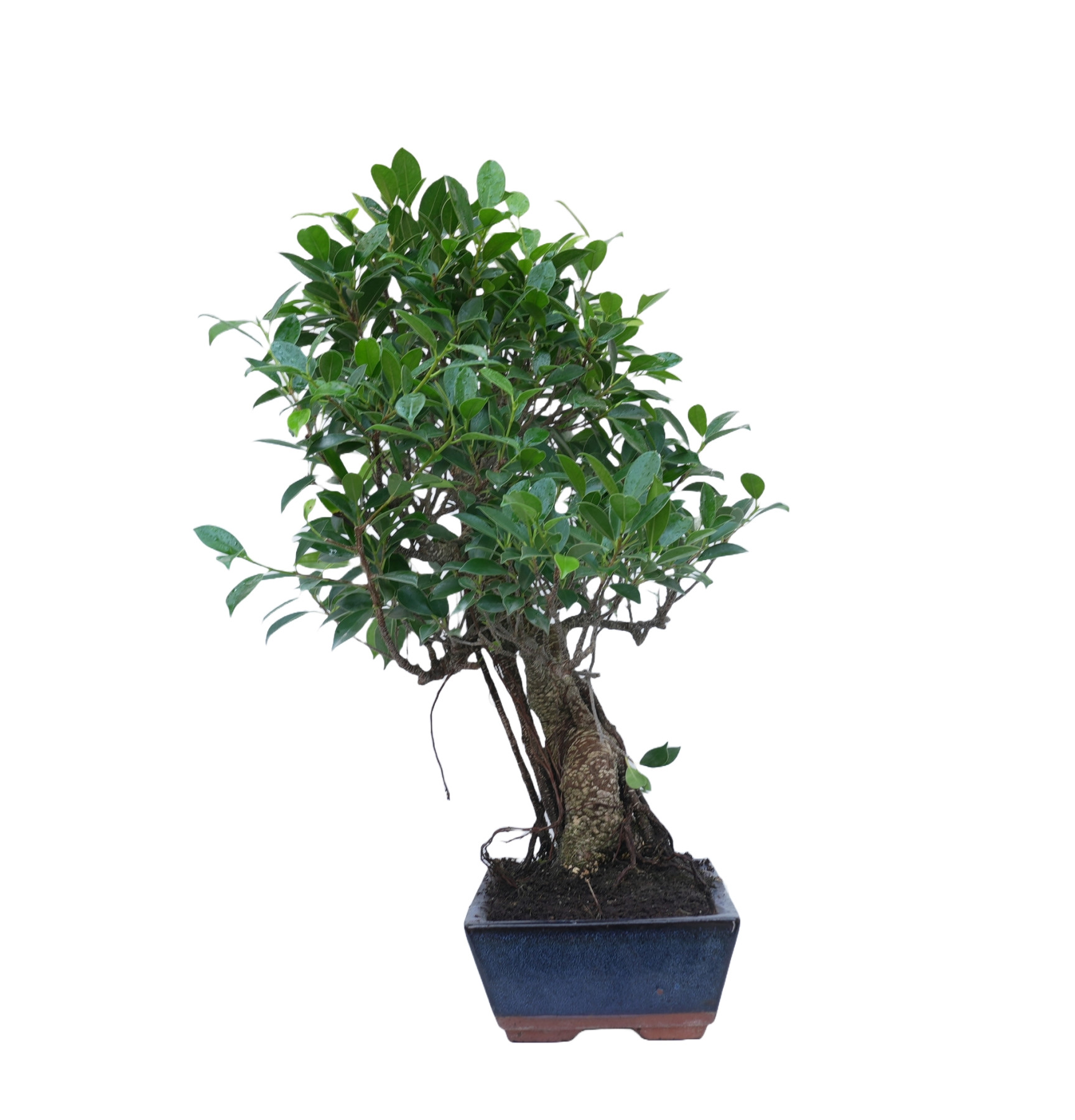 FICUS RETUSA 14918