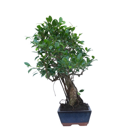 FICUS RETUSA 14918