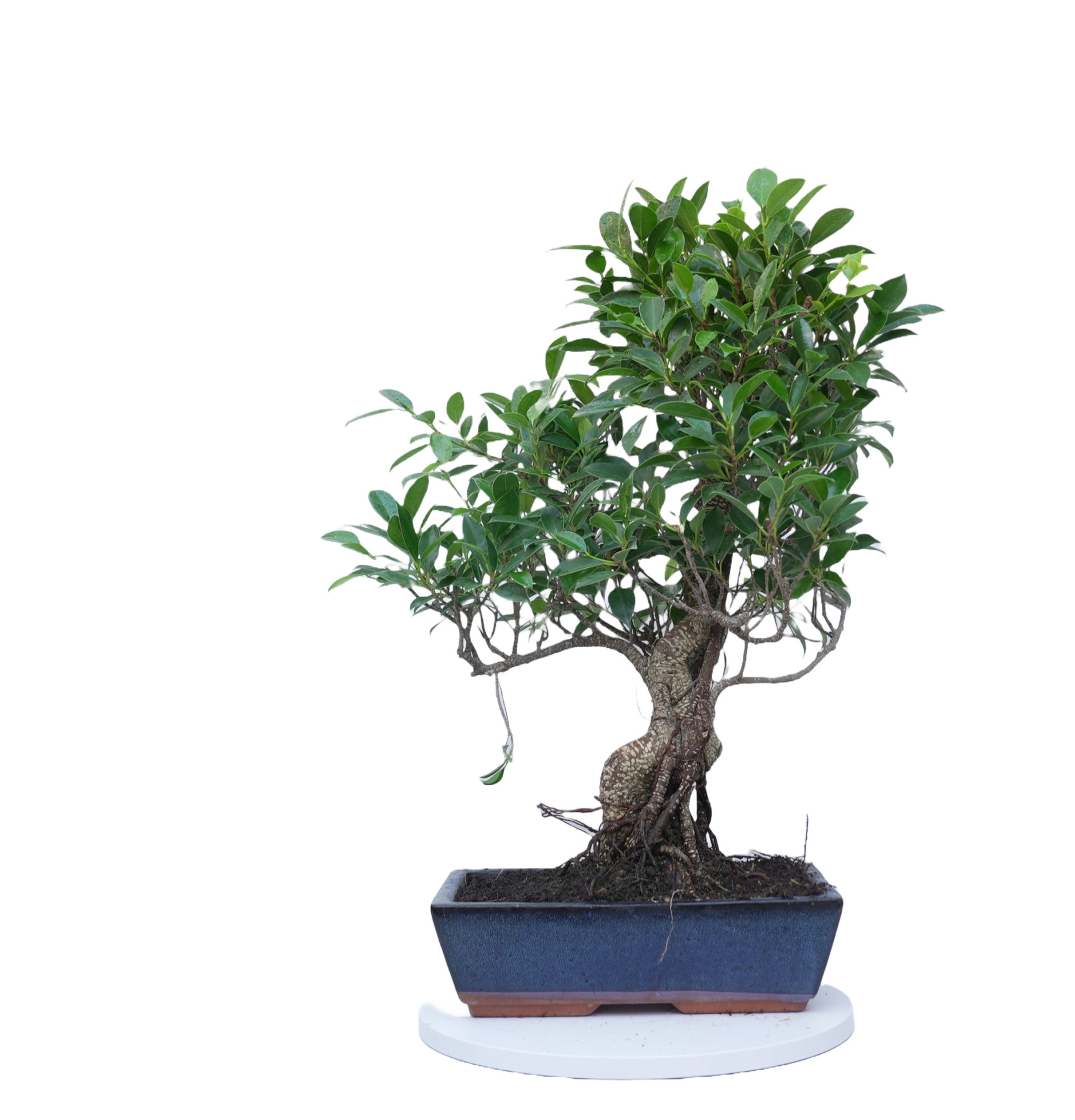 FICUS RETUSA 14918