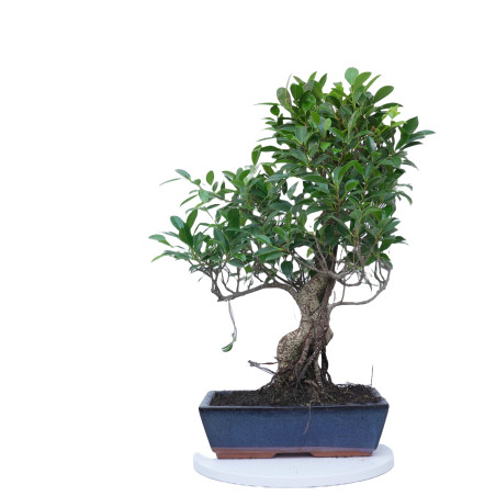 FICUS RETUSA 14918